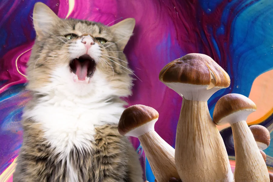 a photo of a yawning cat and magic mushroomc depicting Why Does Psilocybin Make You Yawn