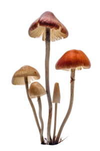 Five different-sized mushrooms with thin stems and domed caps in varying shades of brown and orange.