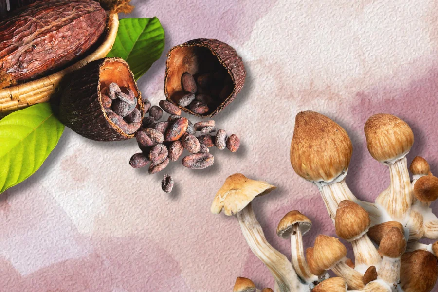 Cacao and psilocybin mushrooms for microdosing on pastel background