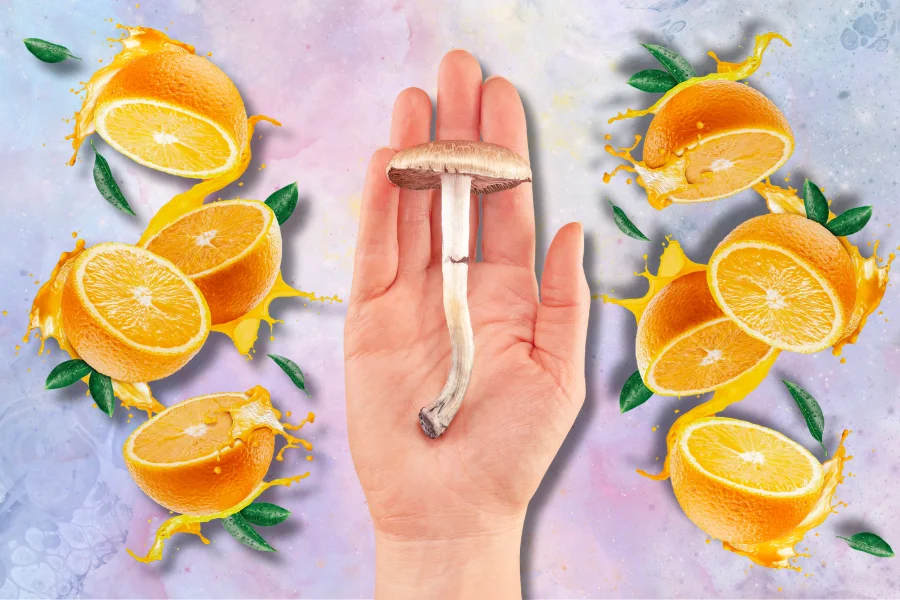 hand holding shrooms with sliced oranges and orange juice on the side