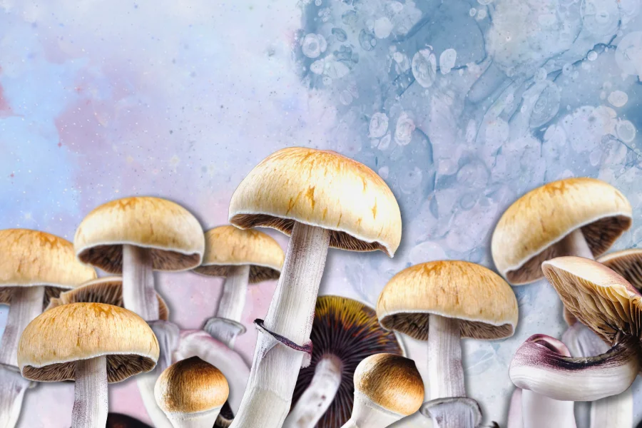 a bunch of magic mushrooms used for macrodosing