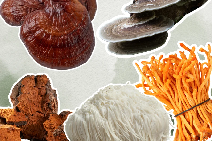 functional mushrooms, lions mane, reishi, turkey tail, Cordyceps, chage 