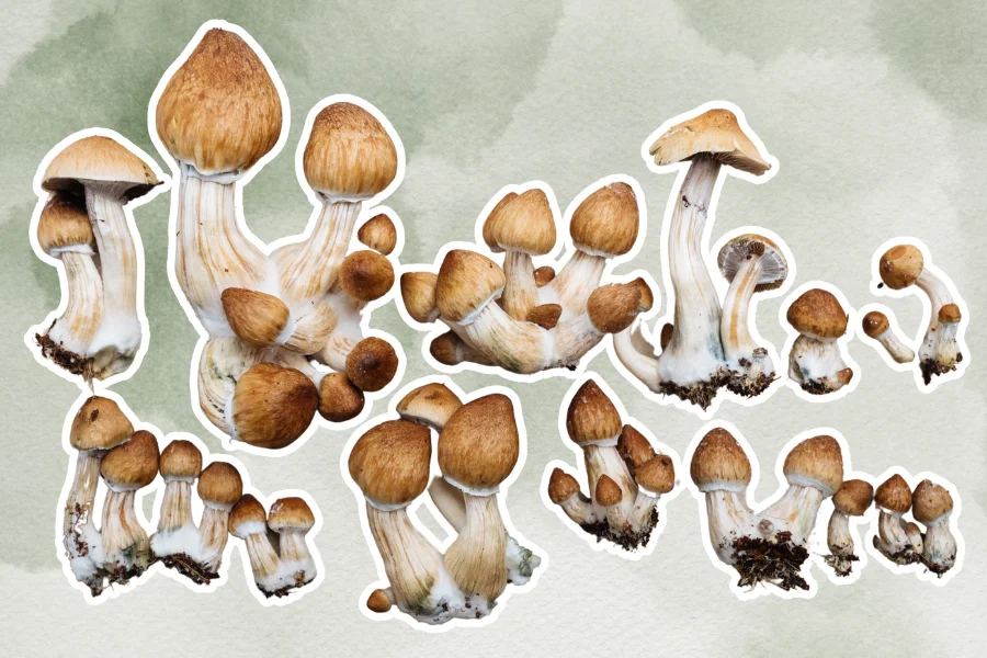 psychedelic mushrooms P. Cubensins on pastel background 