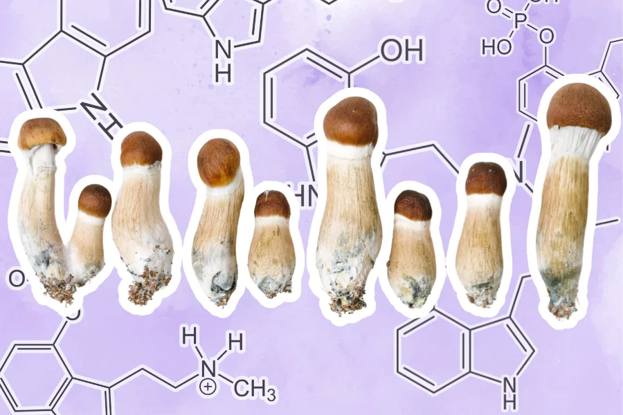 shrooms and elements of compounds found in magic mushrooms