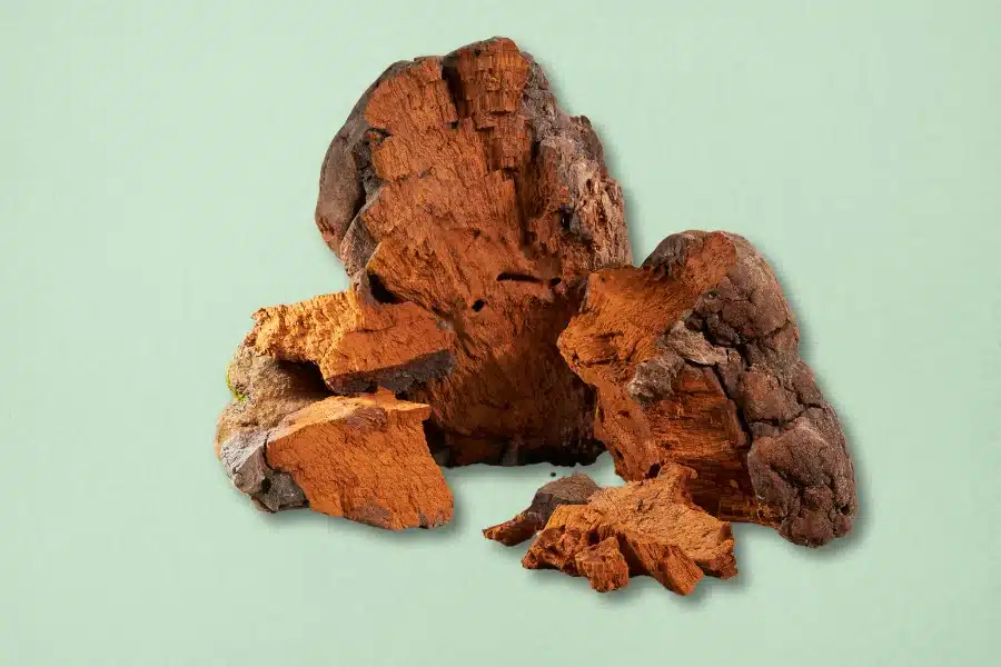 chaga mushroom