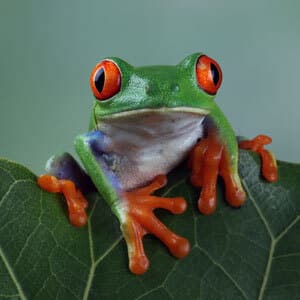 A red-eyed tree frog with vibrant green skin and orange toes perched on a leaf against a blurred green background.