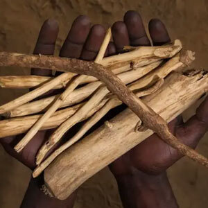 Hands holding a bundle of dry wooden sticks against a muted background.