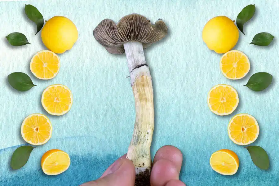 Dried Psilocybe cubensis mushroom held in hand with fresh lemons and lemon slices arranged around it, illustrating the lemon tek psilocybin preparation method