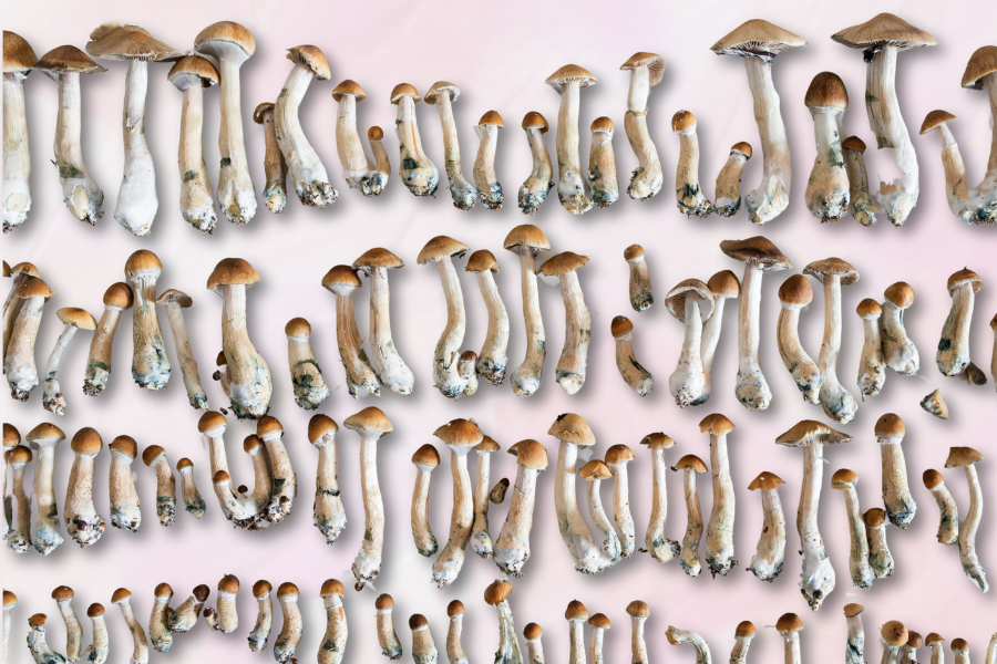Can you Overdose on Psilocybin? 2 Rows of brown and white mushrooms arranged against a light pink background.