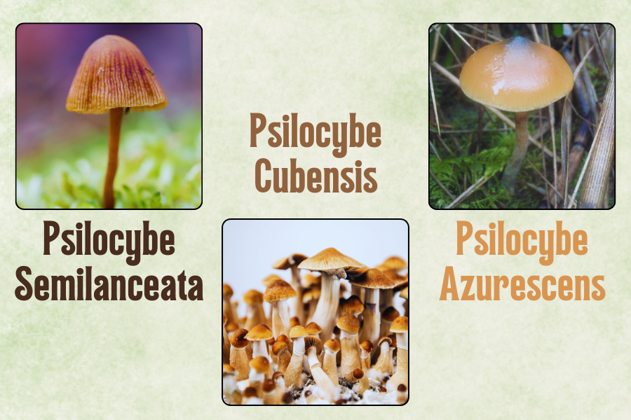 Four photos of different Psilocybe mushroom species: Psilocybe semilanceata, Psilocybe cubensis, Psilocybe azurescens, each labeled with its name.