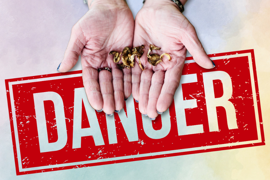 Risks of Microdosing Psilocybin 2 Two hands holding dried mushrooms above a red "DANGER" sign highlight the potential risks of microdosing psilocybin and the importance of caution.