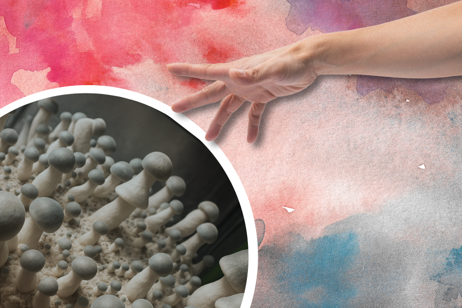 A hand hovers above a close-up of mushrooms, with a background of red, pink, and blue watercolor textures.