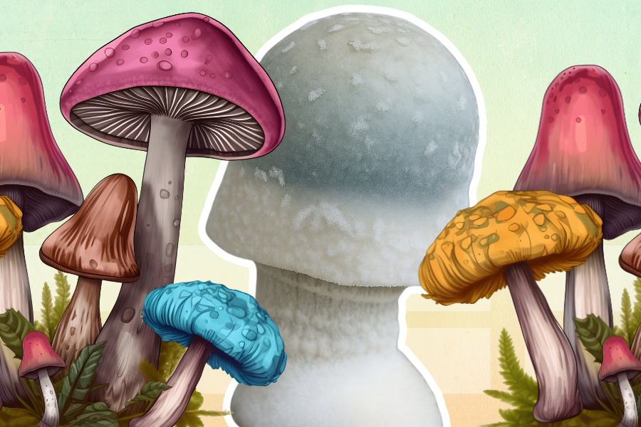 APE Mushroom behind a bunch of colorful psychedelic mushrooms