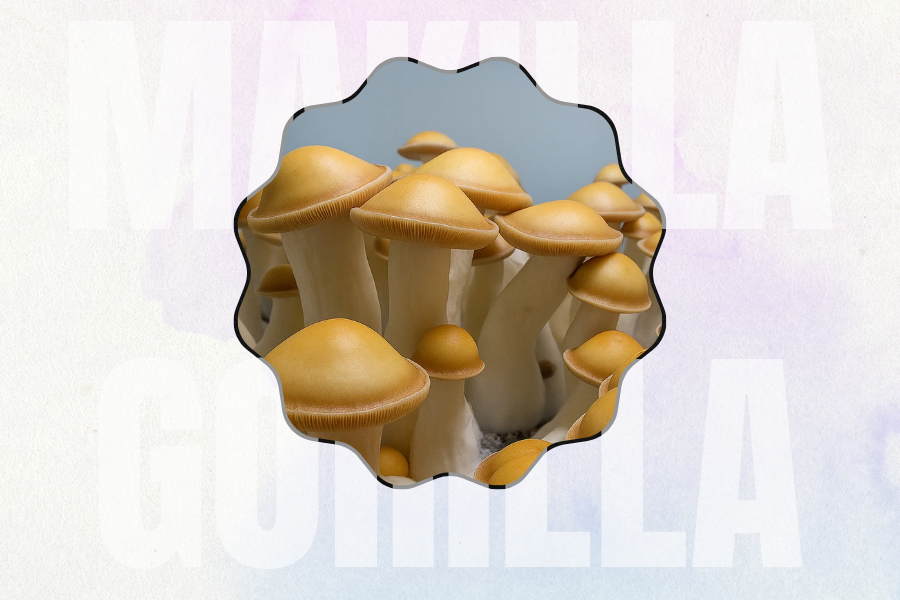 Close-up of golden-capped Makilla Gorilla mushrooms growing in a cluster, with the strain name subtly displayed in the background.