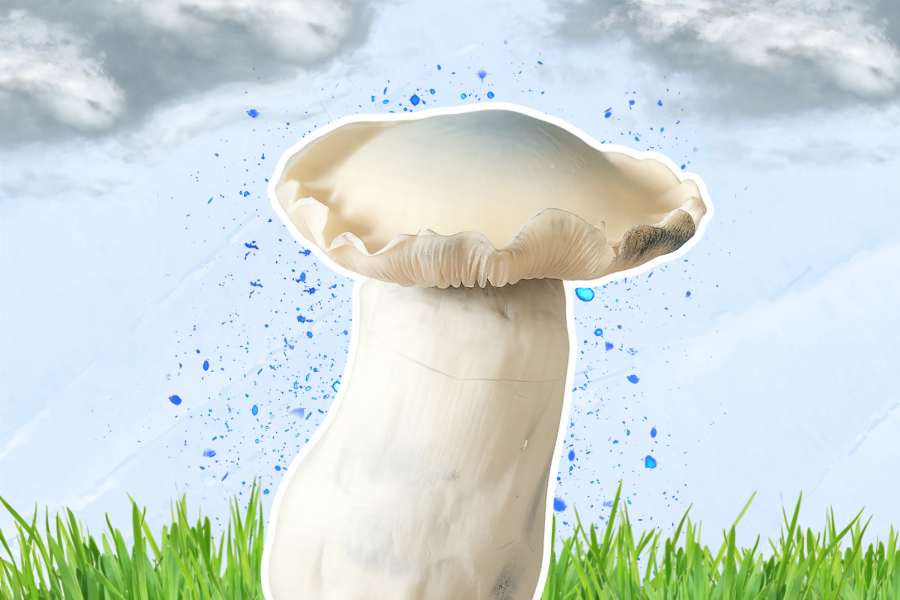 bluey vuitton mushroom on a pastel background with grass and clouds in the background