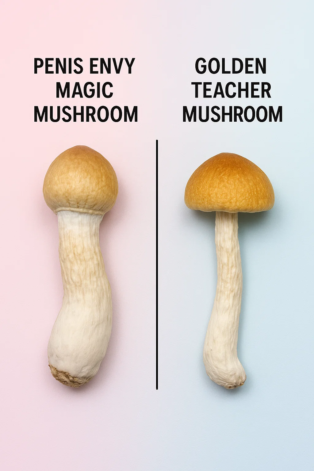 Golden teacher vs penis envy mushrooms on pastel background