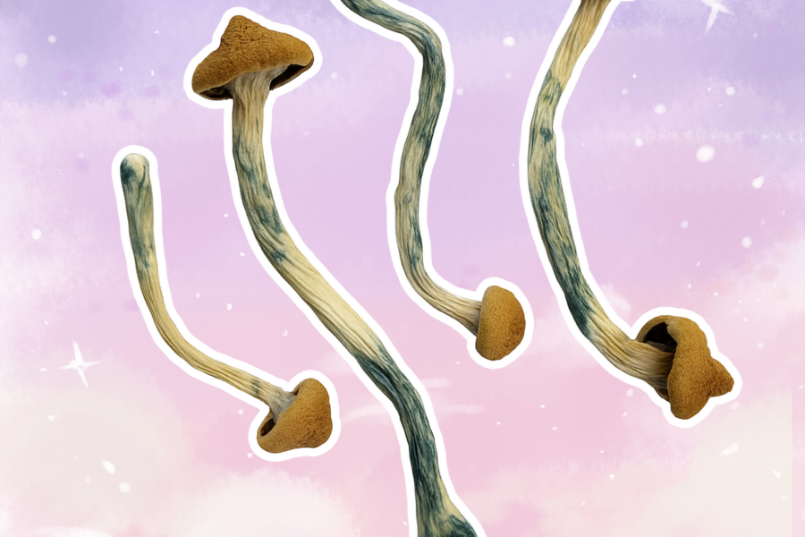 A collection of magic mushrooms with long, curved stems and brown caps, showing a blue discoloration. The mushrooms are floating against a dreamy pink and purple background with small sparkles.