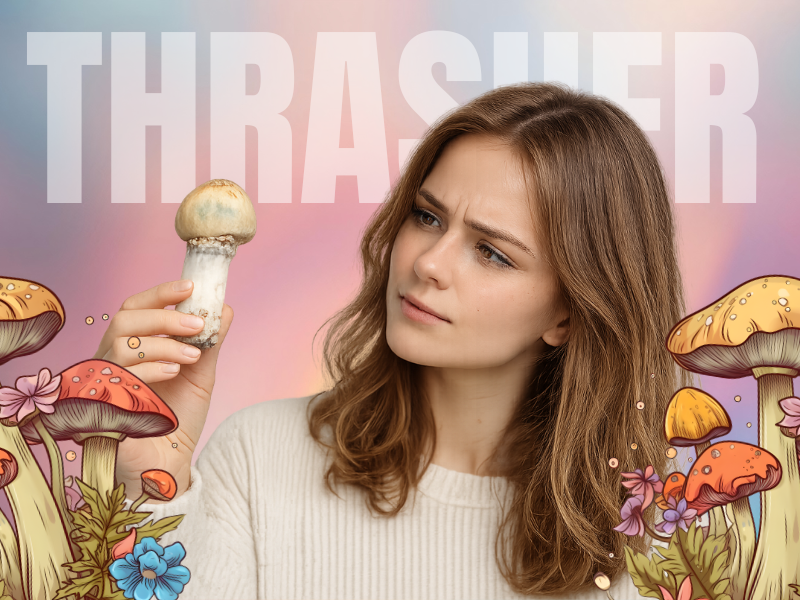 Thrasher Mushroom Strain featured image showing a curious woman examining a large Thrasher mushroom while colorful illustrated mushrooms frame the scene, highlighting the unique appearance and thick stem of the Thrasher Mushroom Strain.