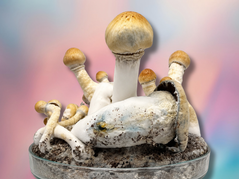 Thrasher Mushroom Strain growing in a cultivation tray, featuring thick white stems, dense fruiting bodies, and golden caps with subtle blue bruising against a soft gradient background.