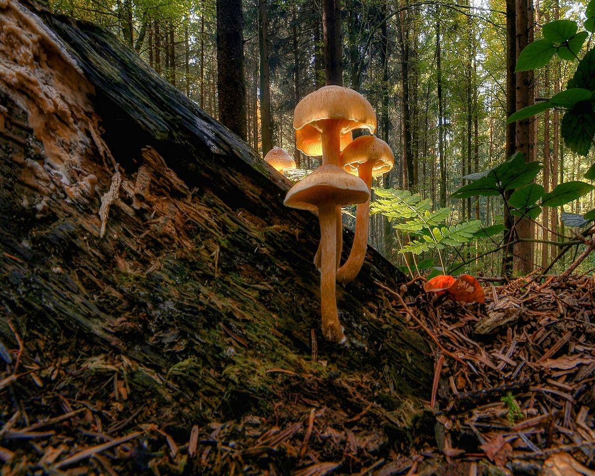 Magic Mushrooms Glowing in a Forest