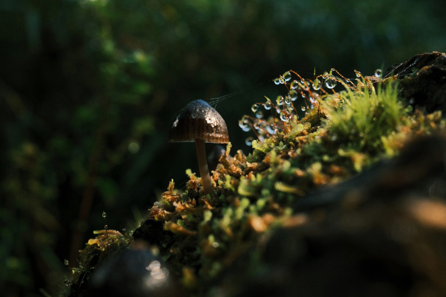 Microdosing always means you're a little high. Here's what's actually true.