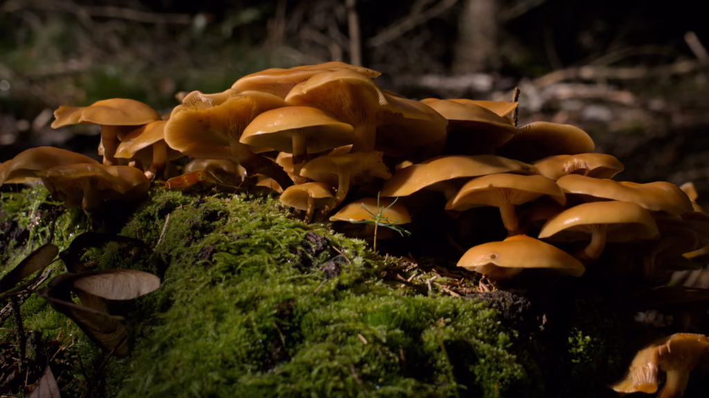 Mushrooms growing from a moss-covered log on the forest floor. psychedelics mortality