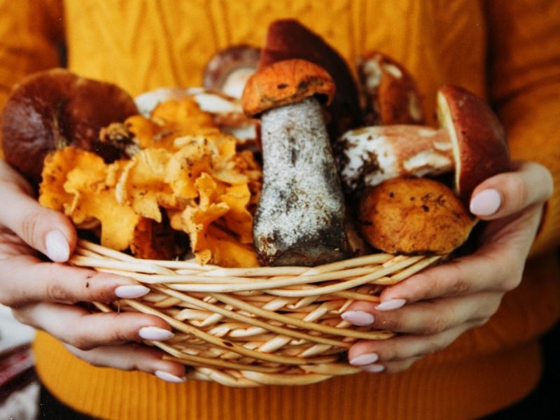 Person in an orange sweater holding a woven basket filled with mushrooms.