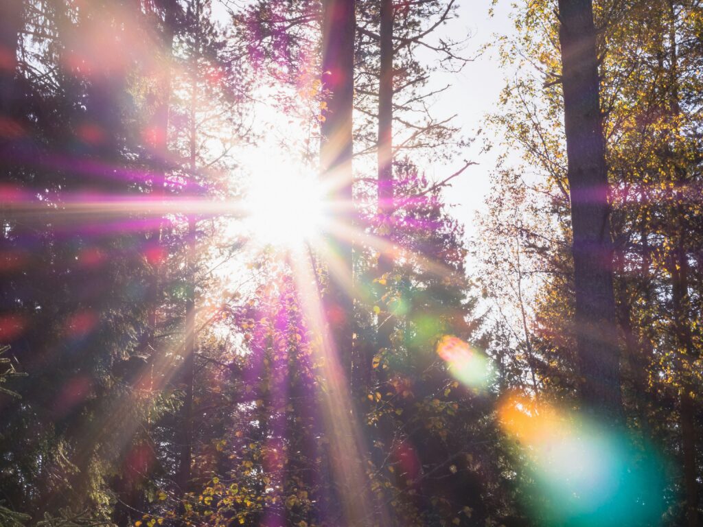 Sunlight filtering through trees in a green forest.
