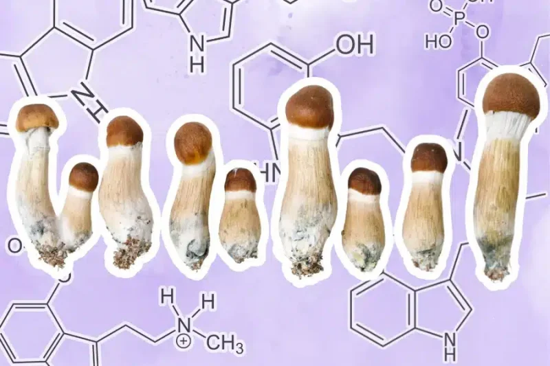 shrooms and elements of compounds found in magic mushrooms