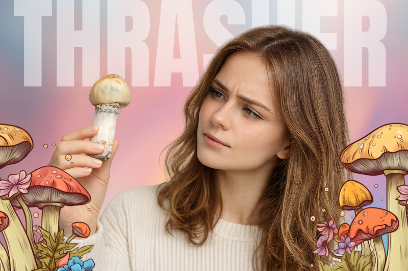 Thrasher Mushroom Strain featured image showing a curious woman examining a large Thrasher mushroom while colorful illustrated mushrooms frame the scene, highlighting the unique appearance and thick stem of the Thrasher Mushroom Strain.