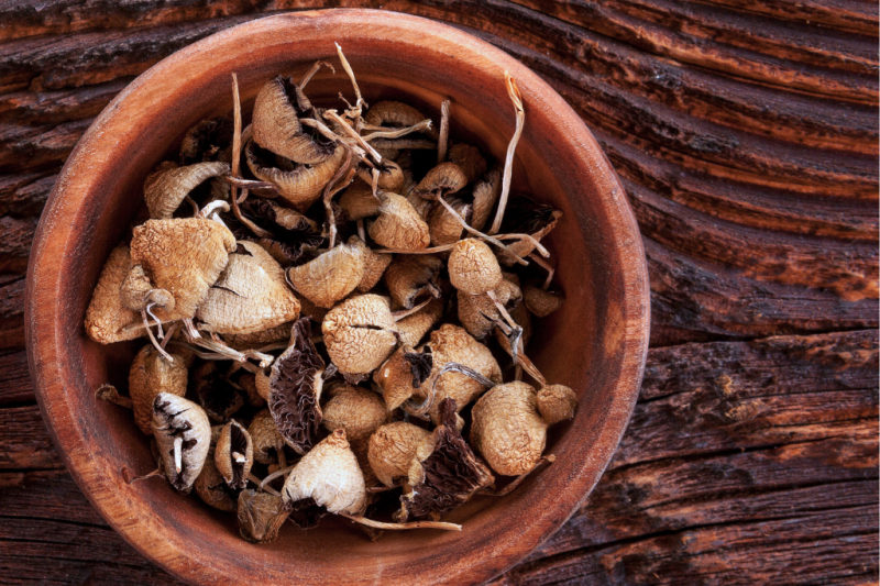 Dried Psilocybe cubensis mushrooms in a wooden bowl, prepared for the lemon tek psilocybin extraction method