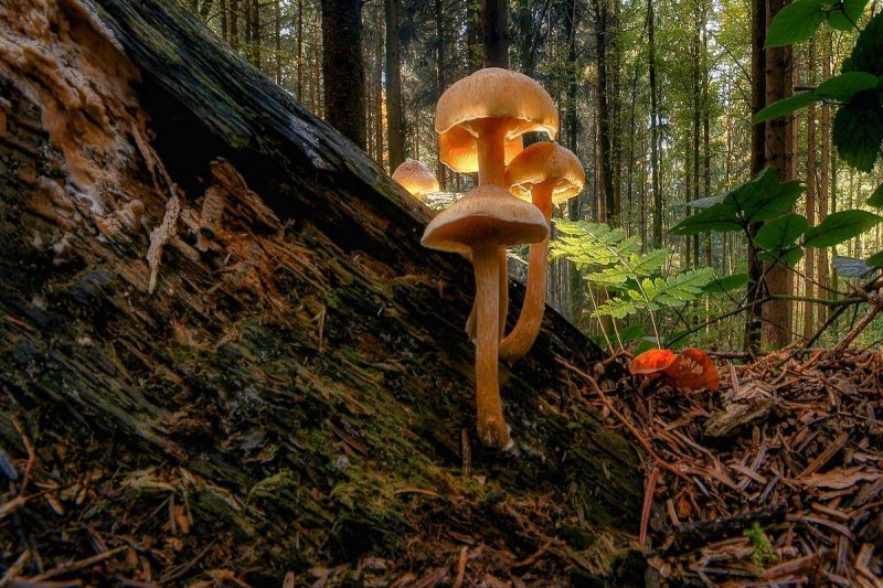 Magic Mushrooms Glowing in a Forest